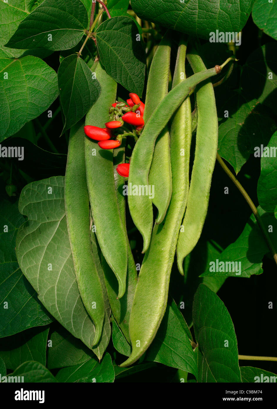 GRÜNE BOHNEN AUF BEANSTALK WÄCHST Stockfoto