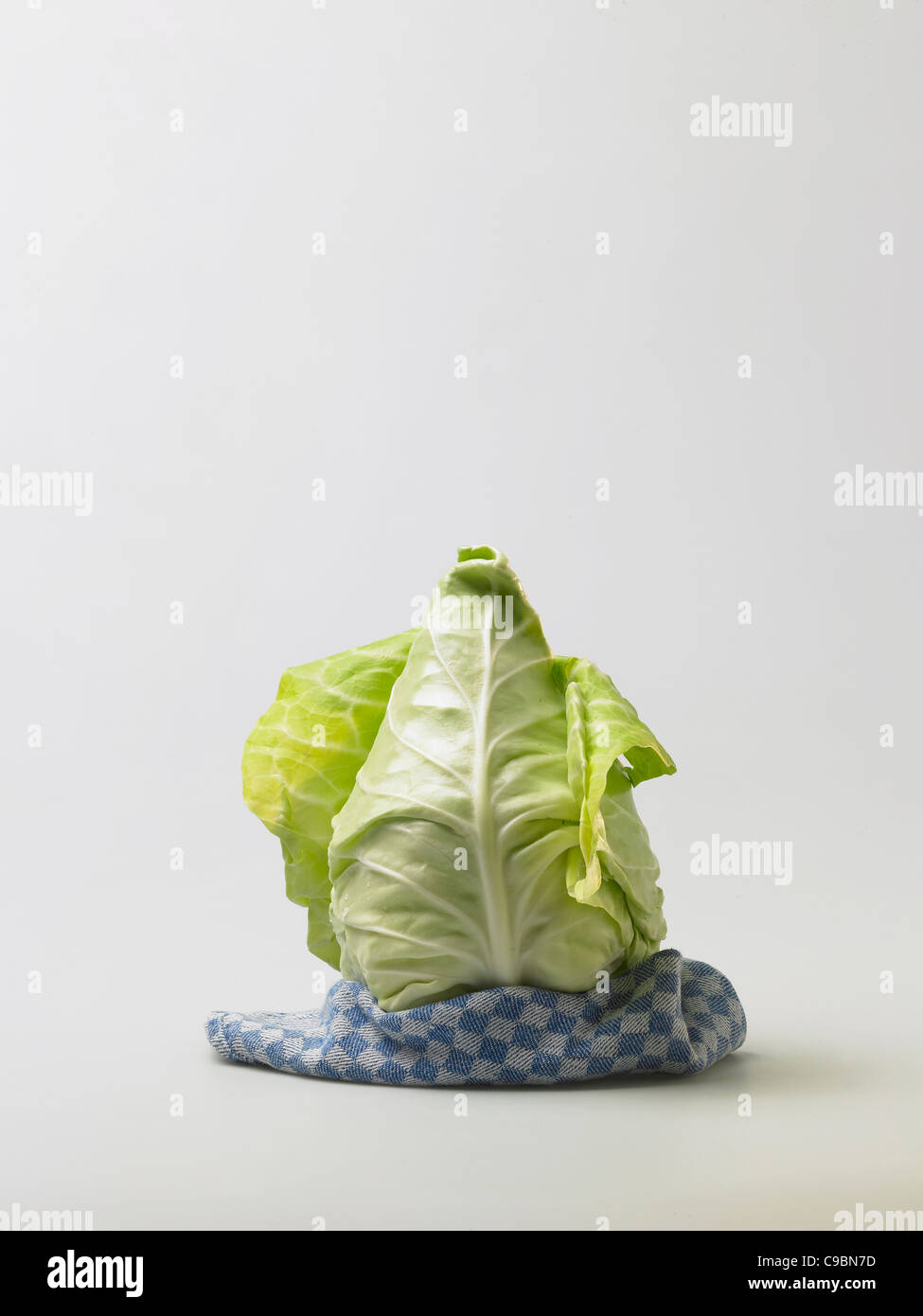 Spitz Kohl auf weißem Hintergrund Stockfoto