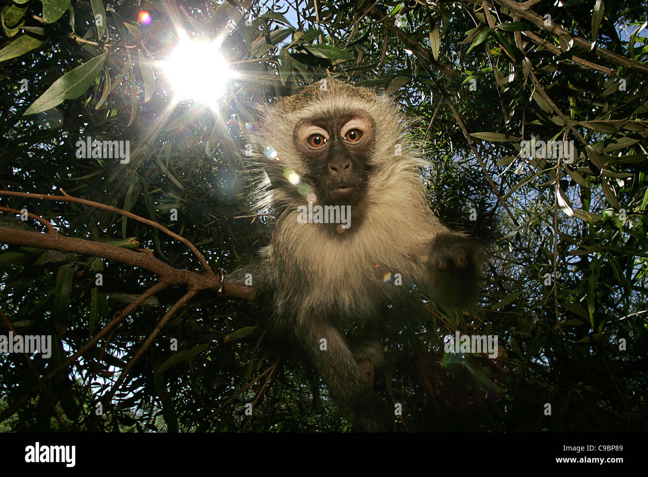 Vervet Affe (Chlorocebus Pygerythrus) im Baum Stockfoto