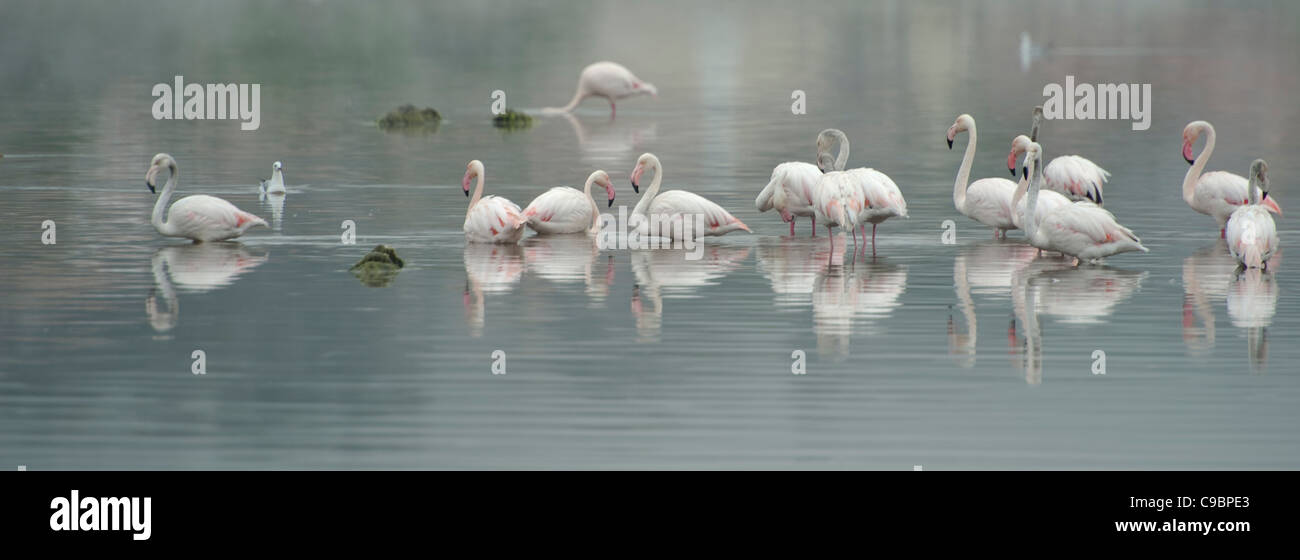 Flamingos im Morgennebel. Salzpfanne in Vermont; Western Cape; Südafrika. Stockfoto