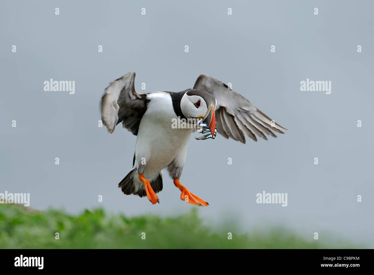 wieder mit Beakful der Sandaale Papageientaucher Stockfoto