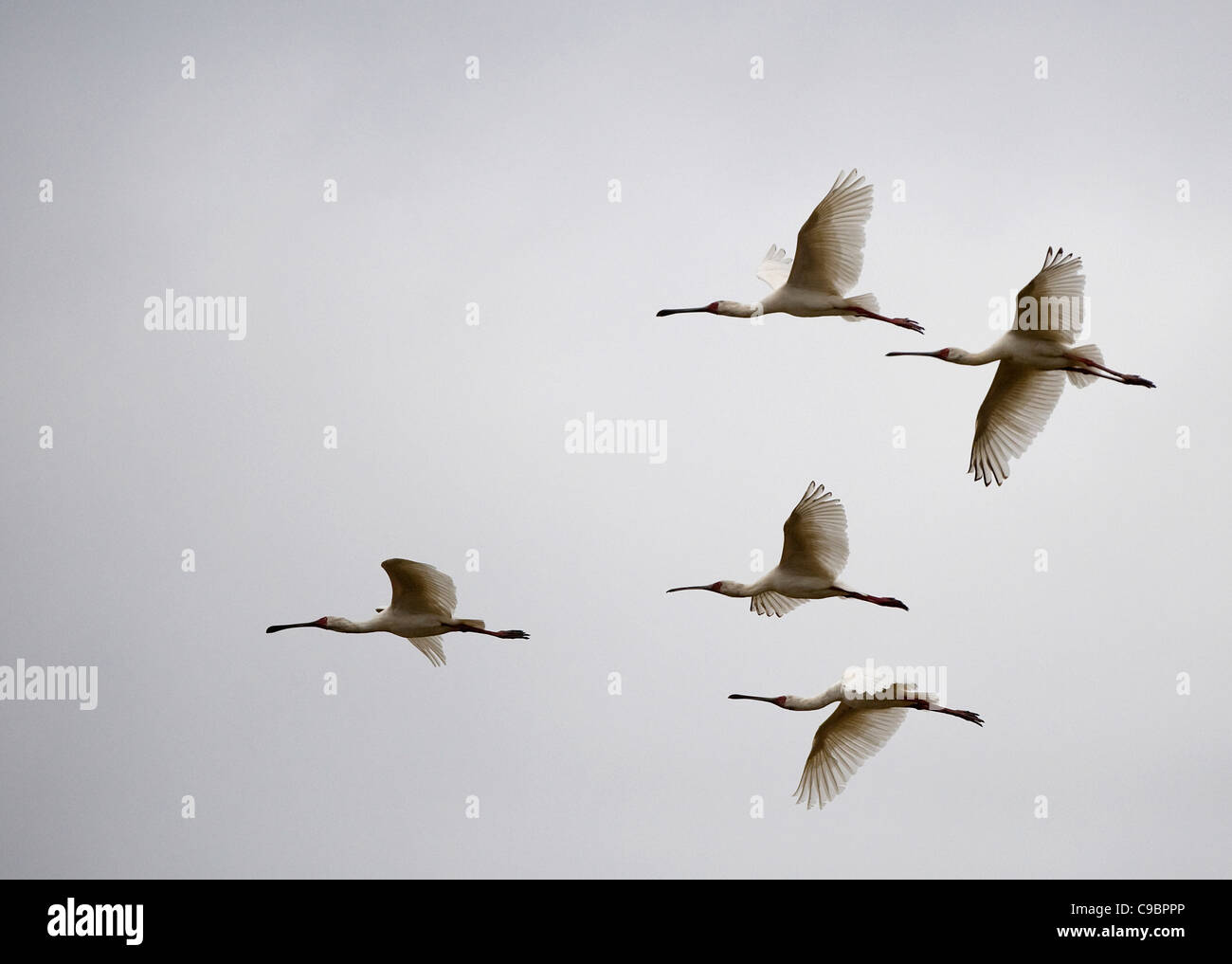 Vogelschwarm fliegt gegen Himmel, Mana Pools Nationalpark, Mashonaland Noord, Simbabwe Stockfoto