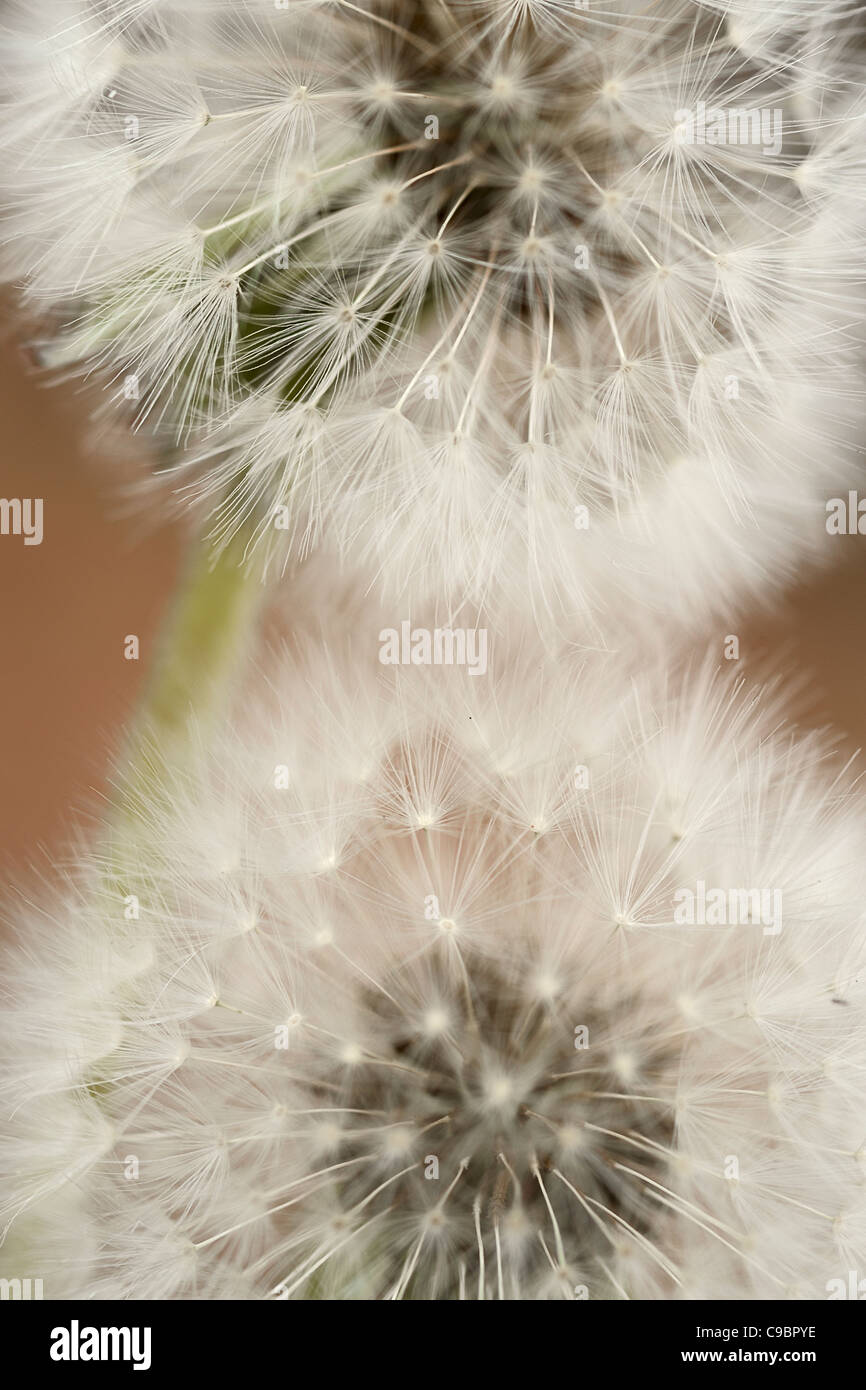 Nahaufnahme von zwei Löwenzahn (Taraxacum Heilpflanzen) vor einem verschwommenen Hintergrund, White River, Mpumalanga, Südafrika Stockfoto