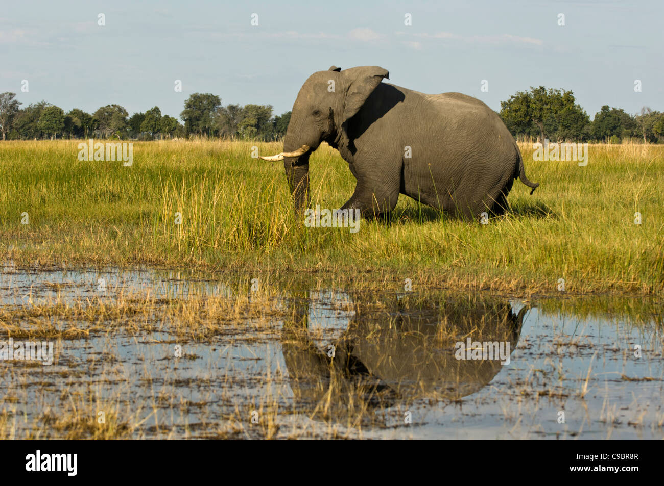 Elefant (Loxodonta Africana) im Wasser mit Reflexion, Okavango Delta, Botswana Stockfoto