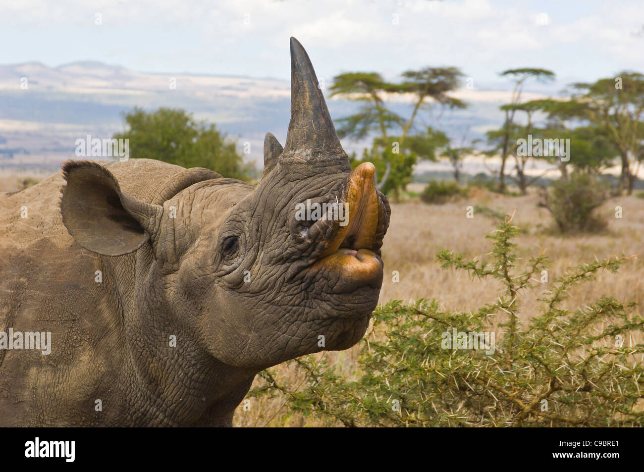 Schwarze Nashorn (Diceros B. Michaeli), auch bekannt als Haken-lippige Rhino, Lewa Downs Wildlife Conservancy, Kenia. Stockfoto