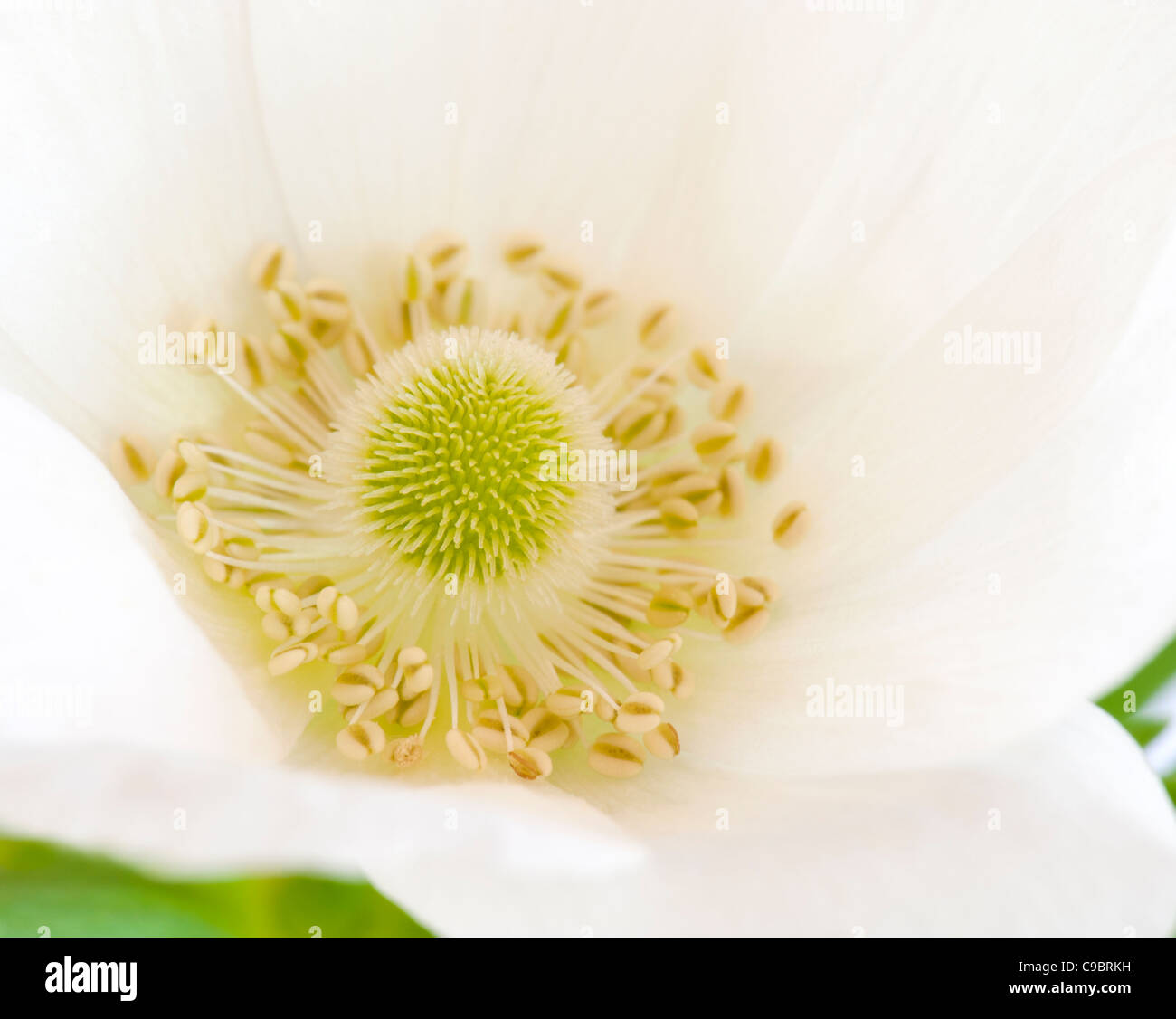 Nahaufnahme einer weißen Anemone Blume Stockfoto