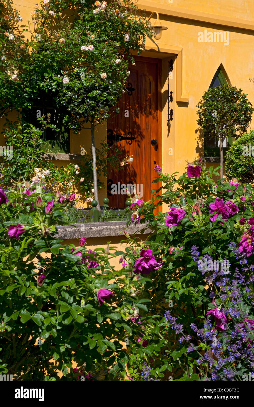 Bunte Old English Rose Cottage Eingangstür mit kletternden Rosen, Strauch und Holly Pflanzer. Stockfoto