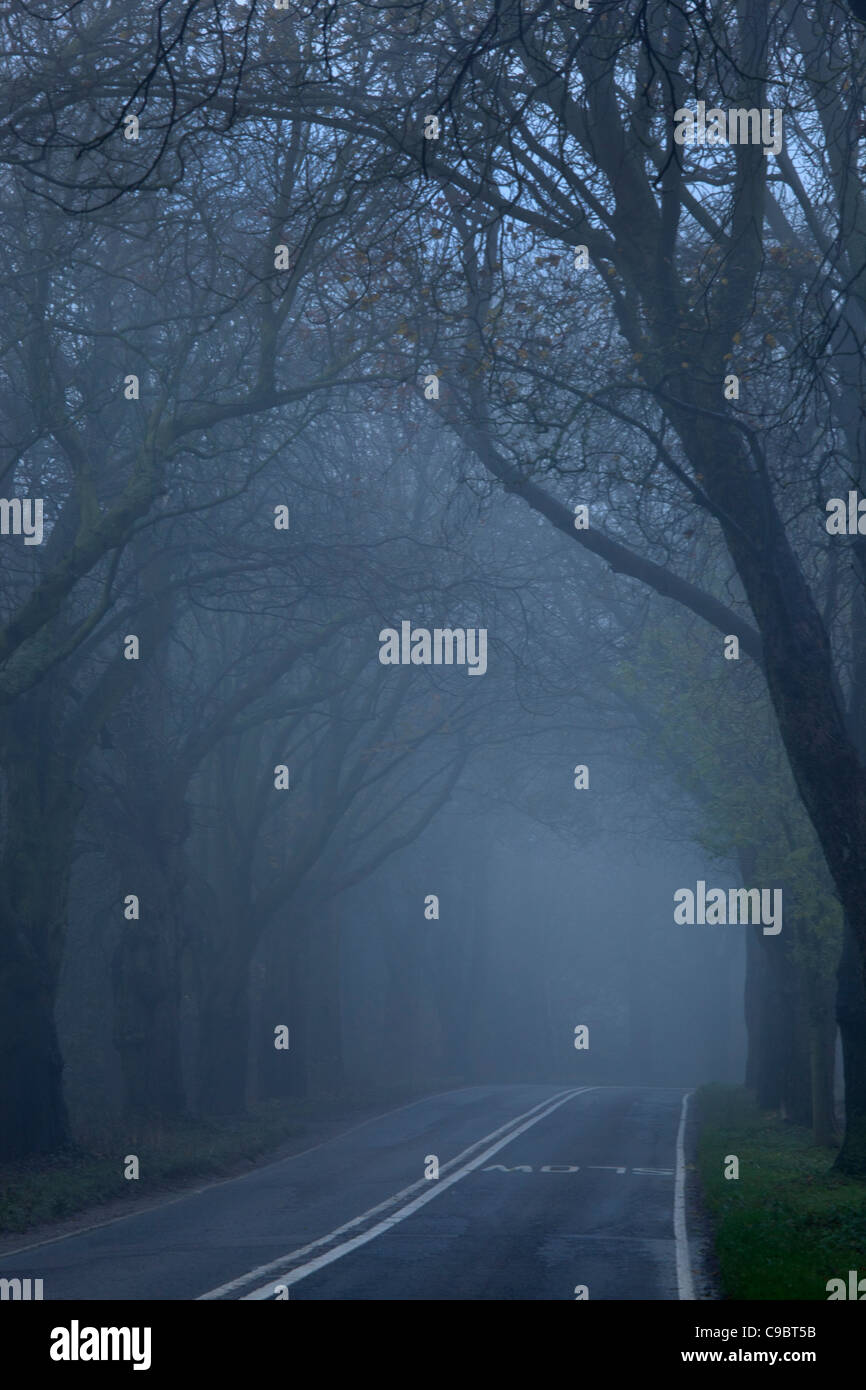 Foggy,misty,country winter tree-lined road,england Stockfoto