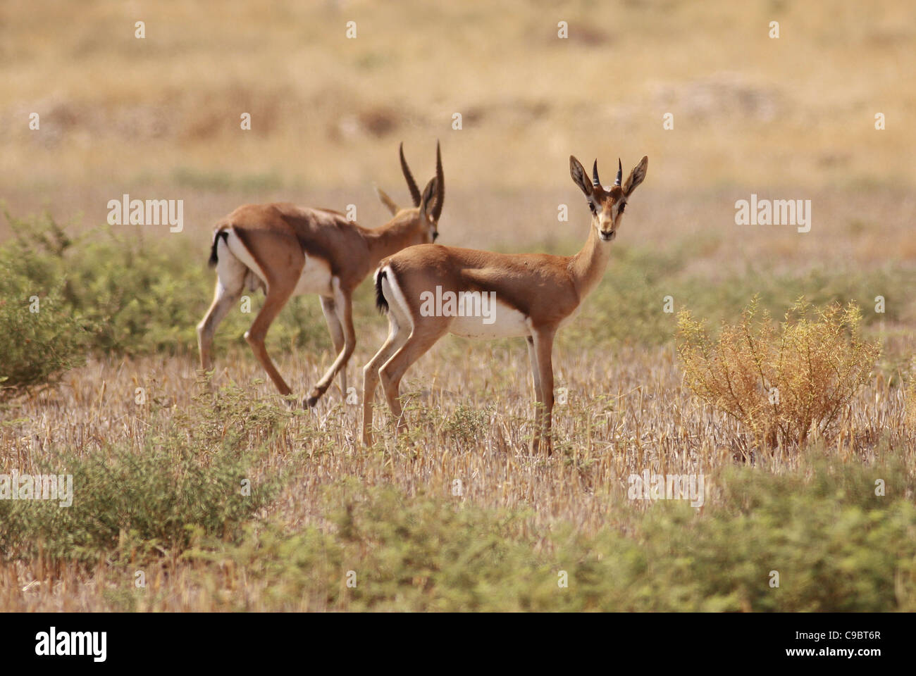 Dorcas Gazelle (Gazella Dorcas), auch bekannt als Ariel Gazelle fotografiert in Israel im September Stockfoto