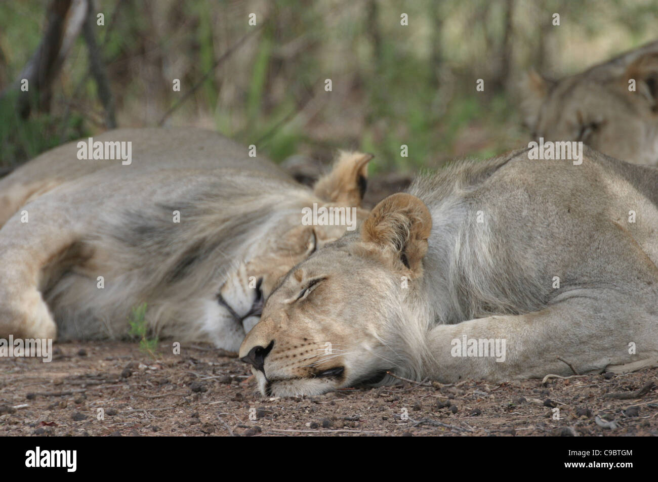 Entabeni Safari Conservancy, Waterberg Mountains, Limpopo Provinz, Südafrika Stockfoto