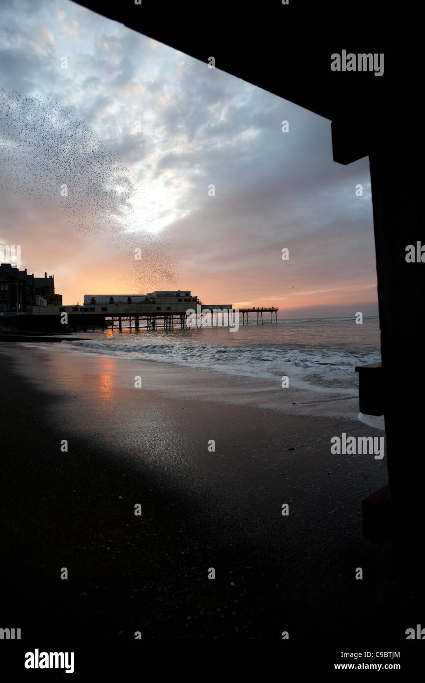Stare fliegen über Aberystwyth Pier und Strand bei Sonnenuntergang, November, Wales UK Stockfoto