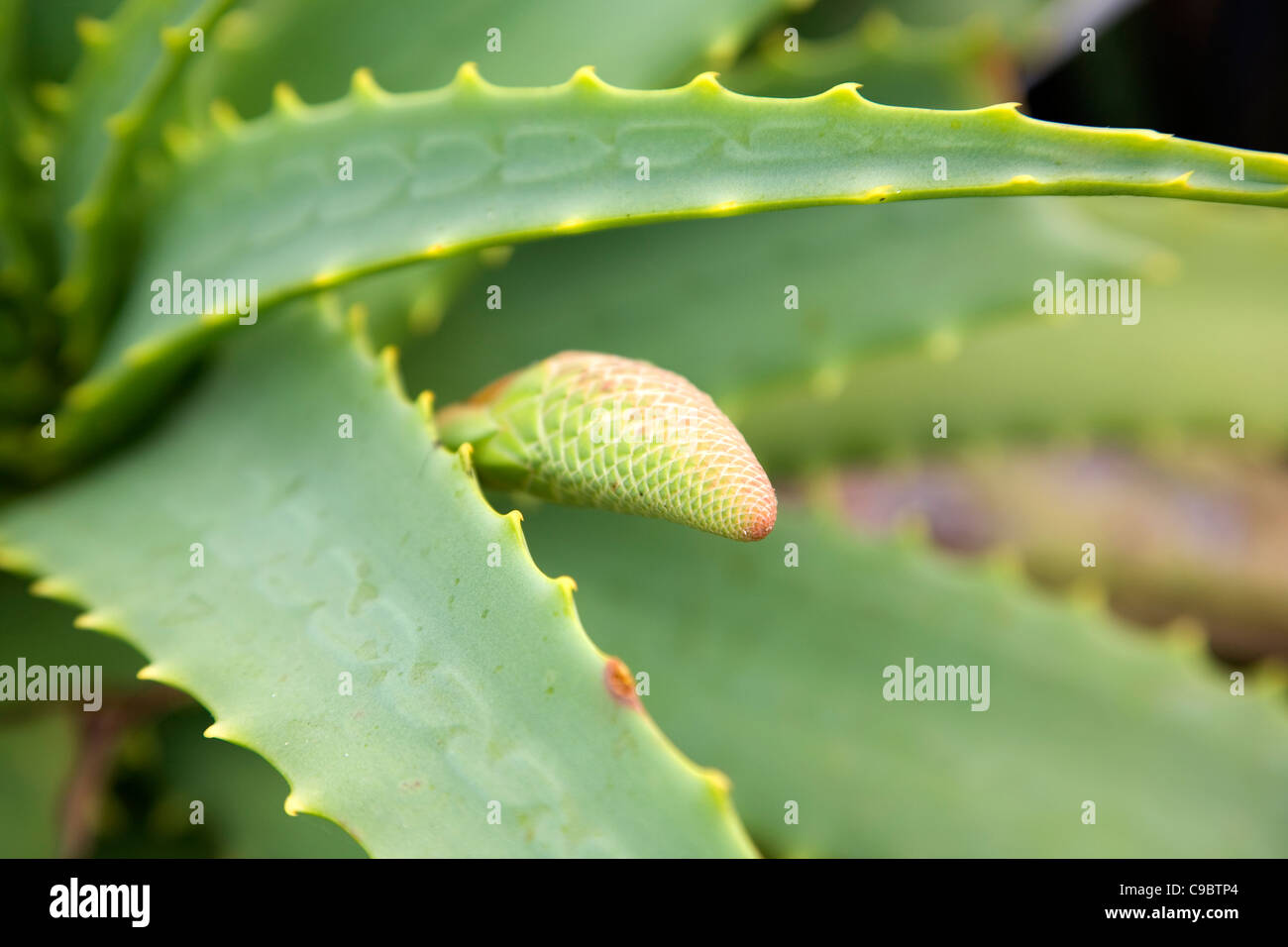 Knospe einer Aloe Vera Pflanze Produzieren orange/roten Blten  Stockfotografie - Alamy