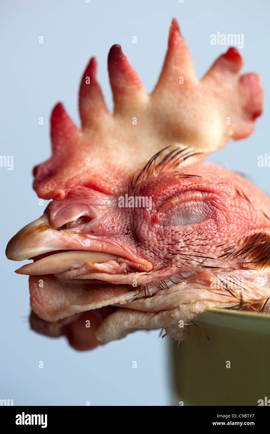 Rohes Huhn Kopf mit Hahnenkamm Stockfoto