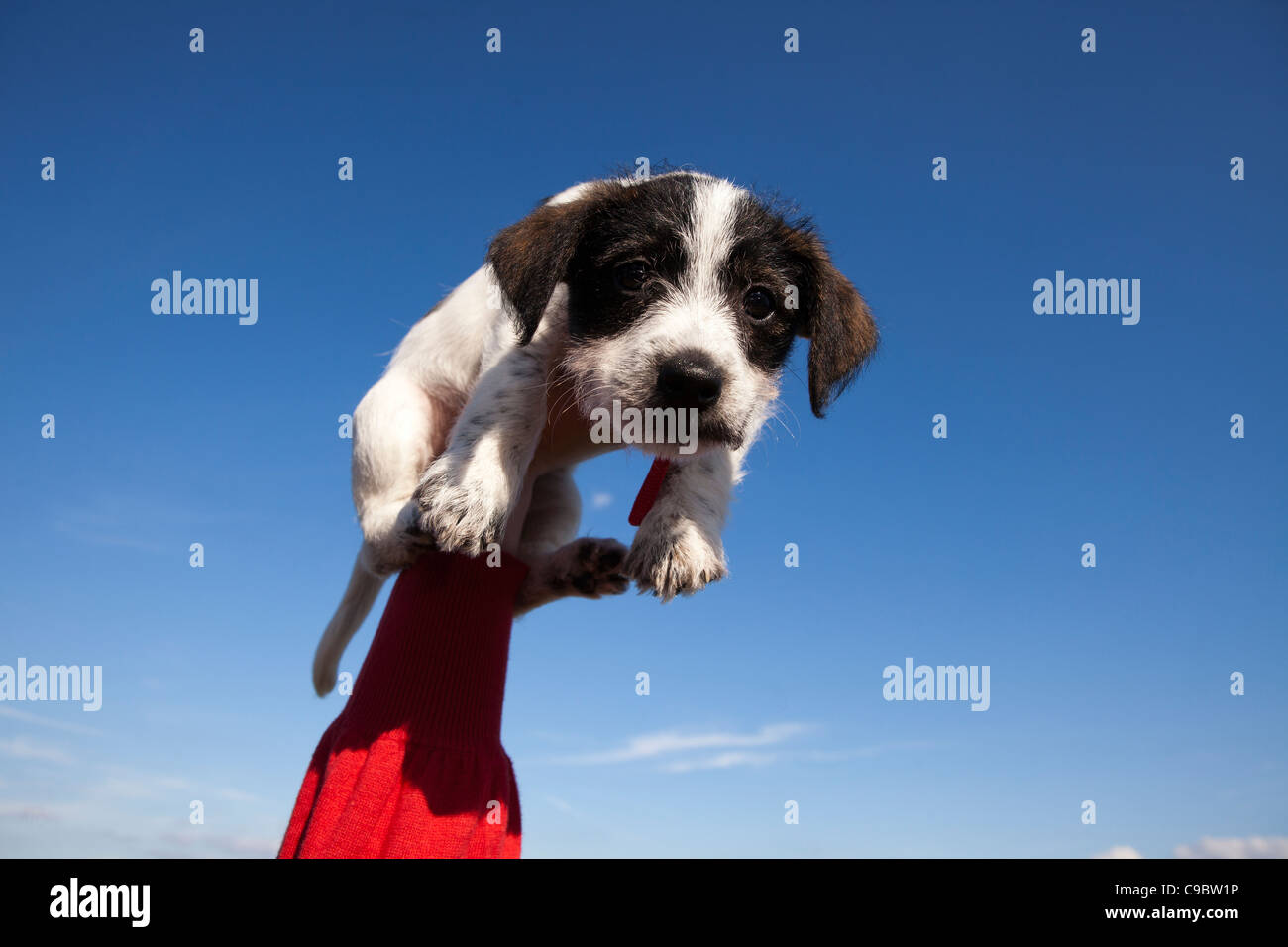 niedlichen Welpen Hund hielt bis in die Luft. Hund ist eine Kreuzung zwischen einem Jack Russell und ein Bichon Frise Stockfoto