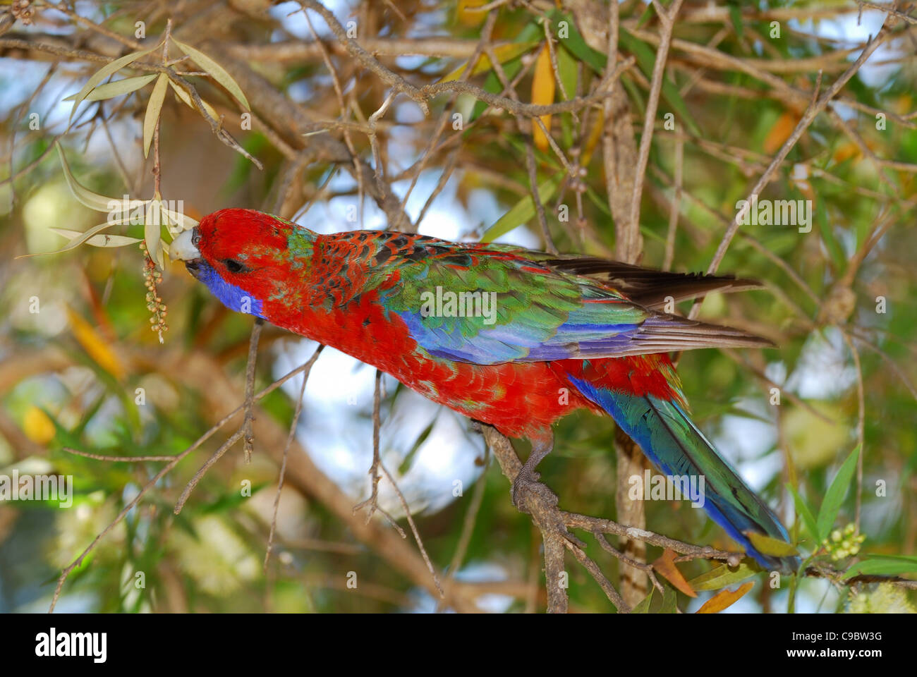 Crimson Rosella Platycercus Elegans Fütterung Australien Stockfoto