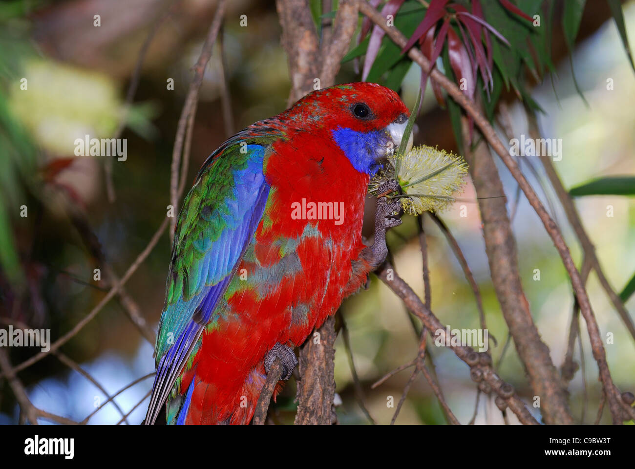 Crimson Rosella Platycercus Elegans Fütterung auf Zylinderputzer Blume National Botanic Gardens-Canberra-Australien Stockfoto