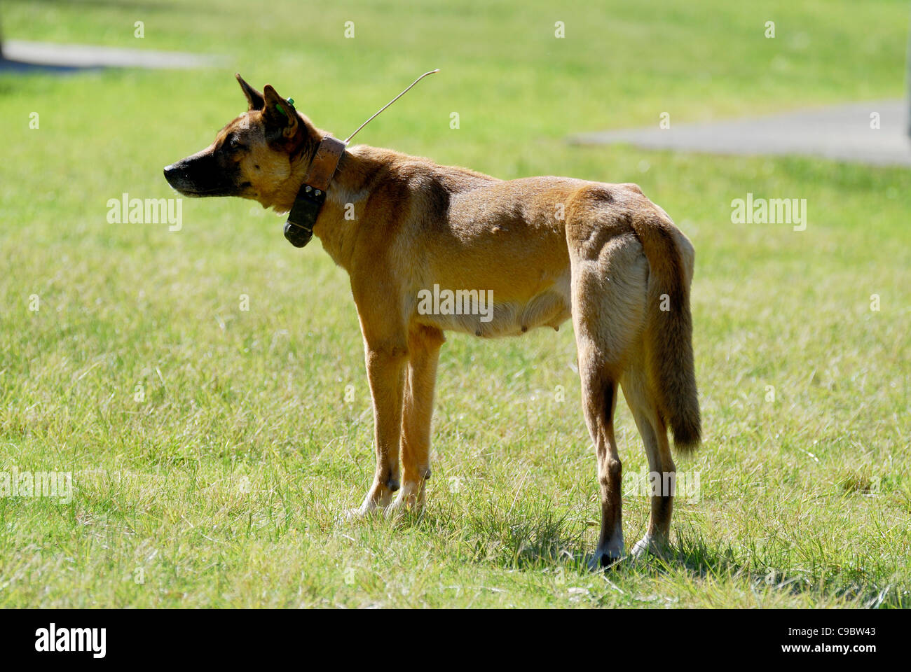 Dingo Canis Lupus Dingo weibliche Radio Kragen am Campingplatz Myall Lakes Nat Park NSW Australia Stockfoto