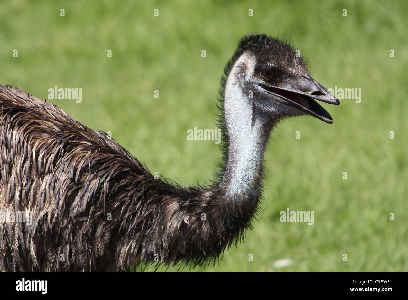 Hals und Kopf von einem Emu Stockfoto