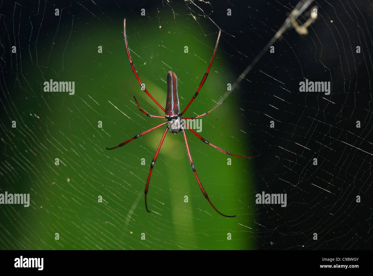 Golden Orb weben Spinne Nephila SP. Ubud Bali Stockfoto