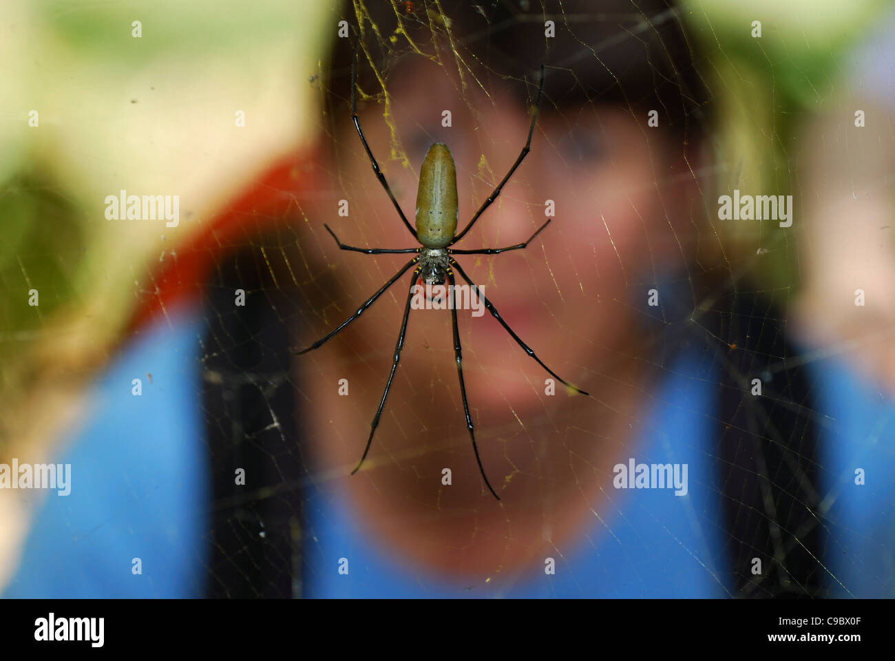 Golden Orb weben Spinne weiblich und größte person Stockfoto