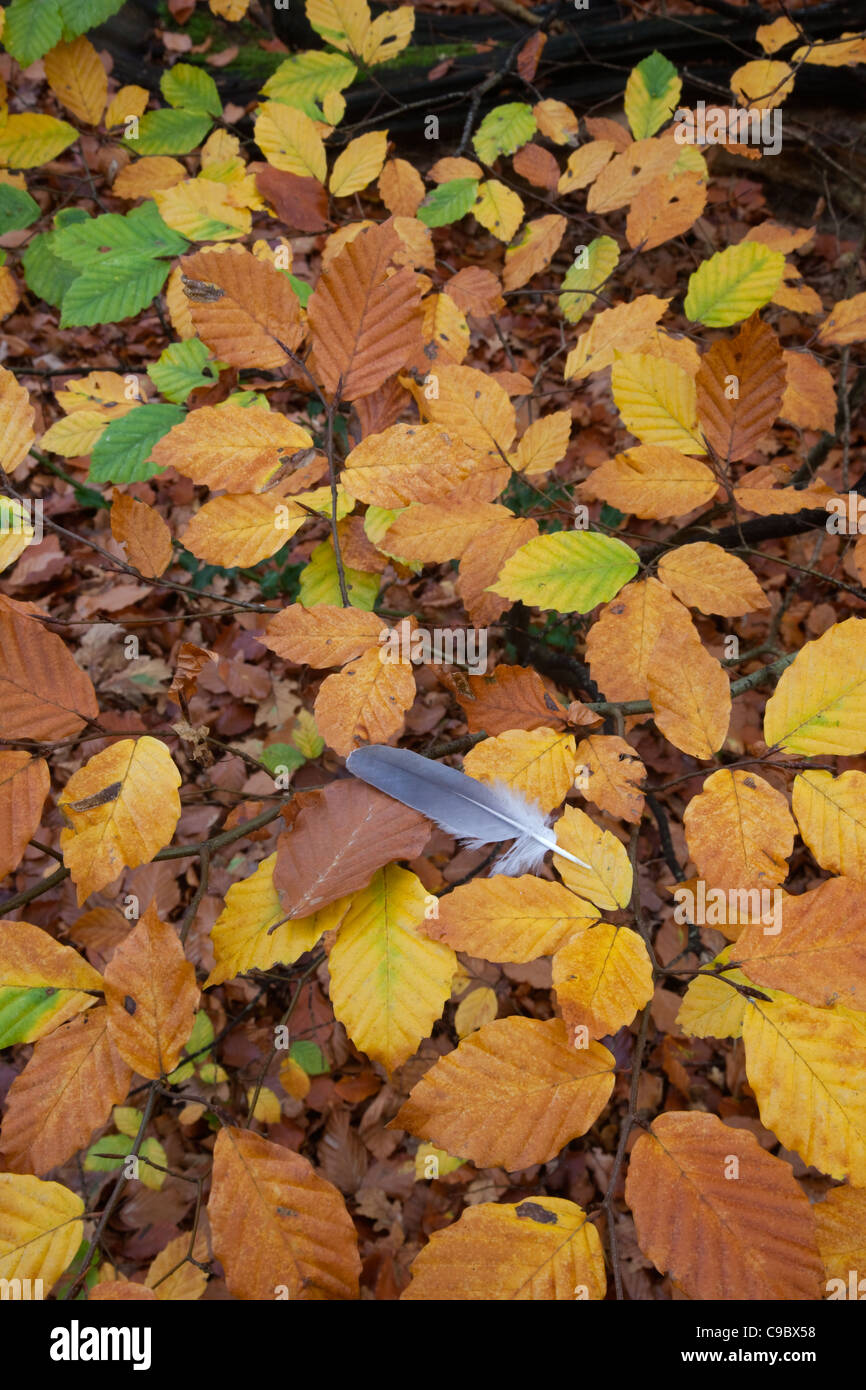 Ringeltauben Feder auf Herbst Buche lässt Felbrigg Norfolk UK Anfang November Stockfoto