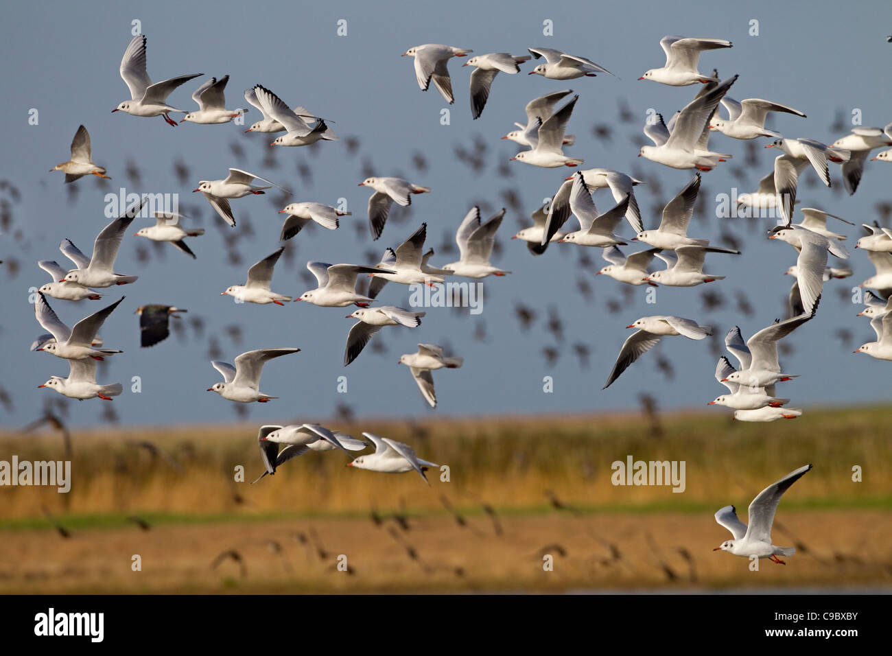 Eine Herde von schwarzen Leitung Möwen Larus Ridibundus im Flug Herbst Stockfoto