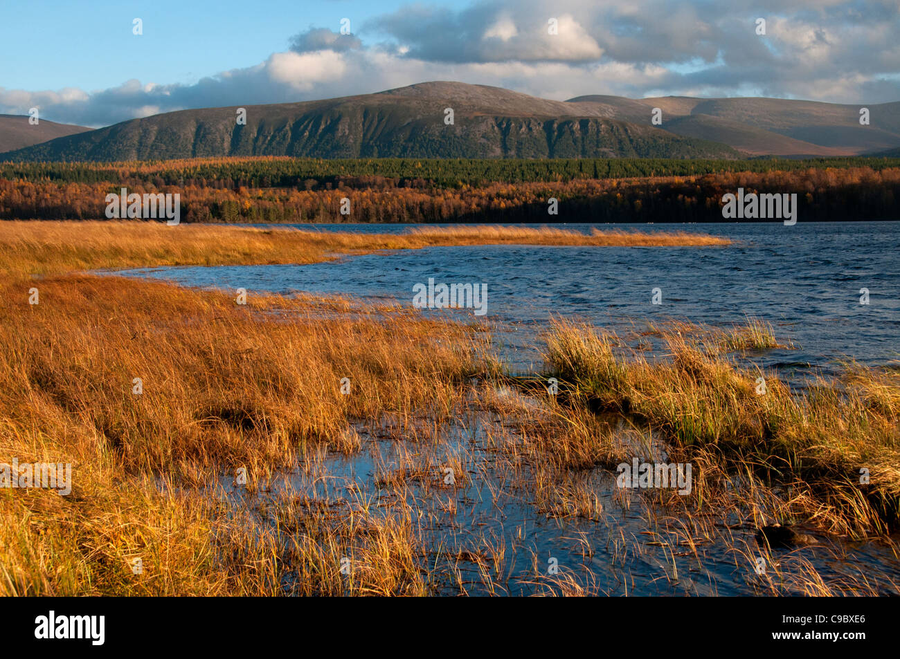 Loch Insh in am Nachmittag Licht mit Schilf im Vordergrund Stockfoto