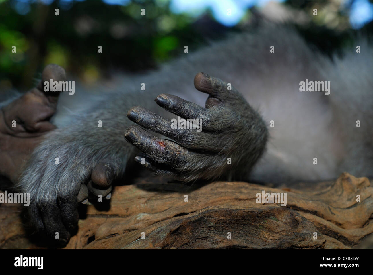 Lange Tailed Macaque Hand Detail schlafen individuellen Stockfoto