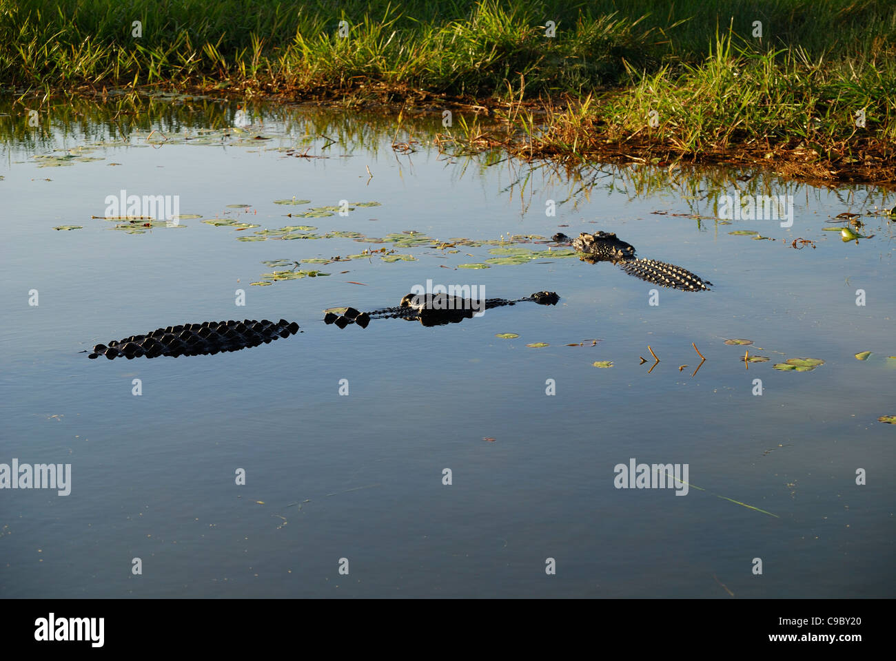 Salzwasser Krokodile Crocodylus Porosus gelbe Wasser Kakadu National Stockfoto