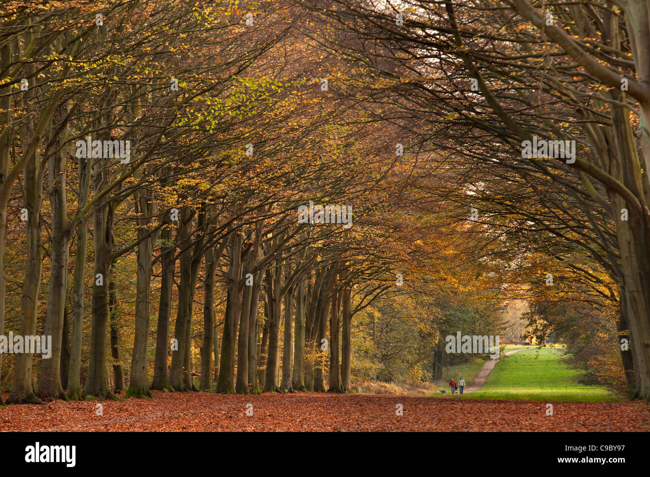 Beech Avenue in Felbrigg große Holz Norfolk UK Anfang November Stockfoto