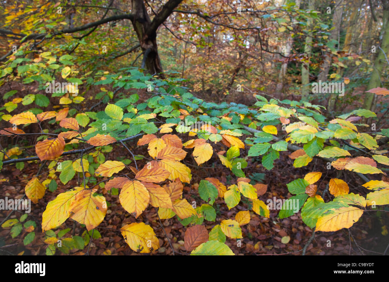 Buchen mit wechselnden Blatt Farbe in Felbrigg große Holz Norfolk UK Anfang November Stockfoto