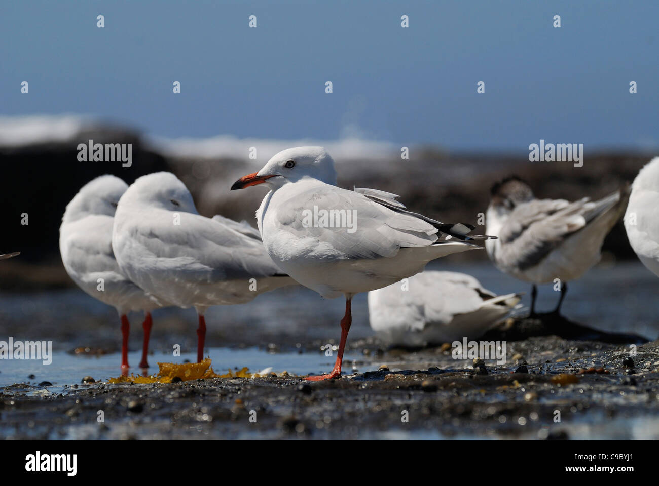 Möwen Larus Novaehollandiae Murramarang National Park neue Silber Stockfoto