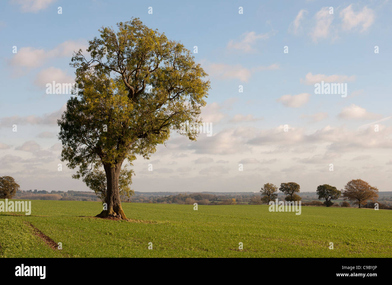 Einzelne Asche Baum in einem Feld, Warwickshire, UK Stockfoto