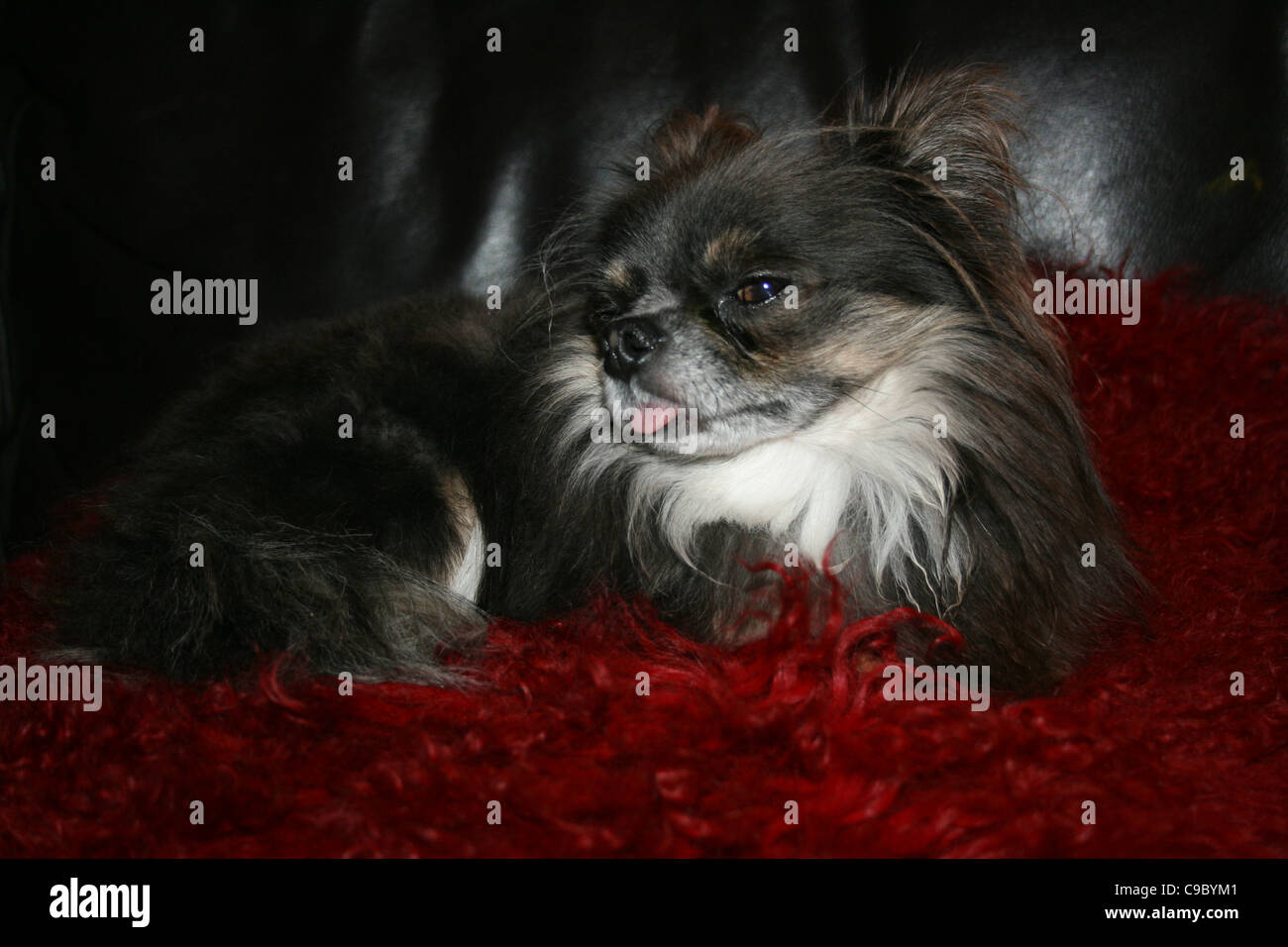 Dunkel braun und weiß Chihuahua oder mexikanische Hund ruht auf roten Kissen mit Zunge hängt heraus. Stockfoto