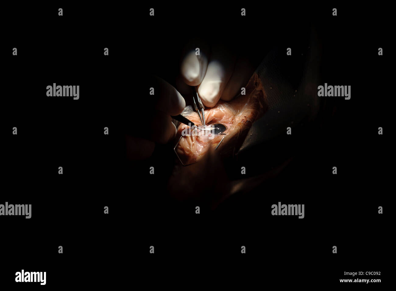 Augenchirurgie hautnah Stockfoto