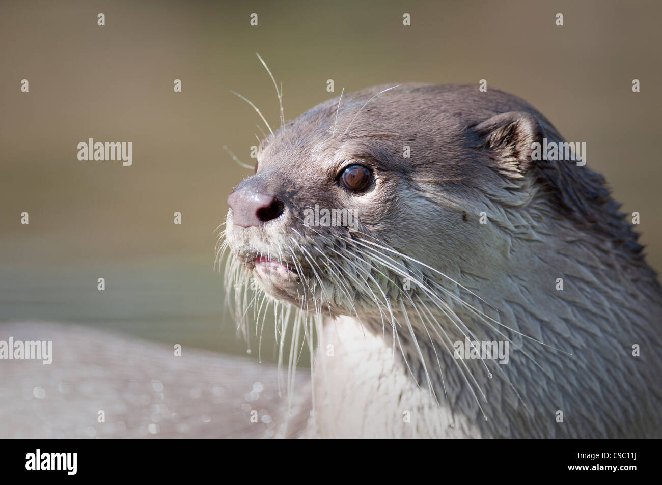 Glatt beschichtet Otter Portrait (Lutrogale Perspicillata) Stockfoto