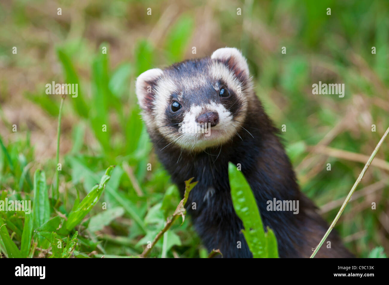 europ-ischer-iltis-mustela-putorius-europ-ischen-iltis-stockfotografie