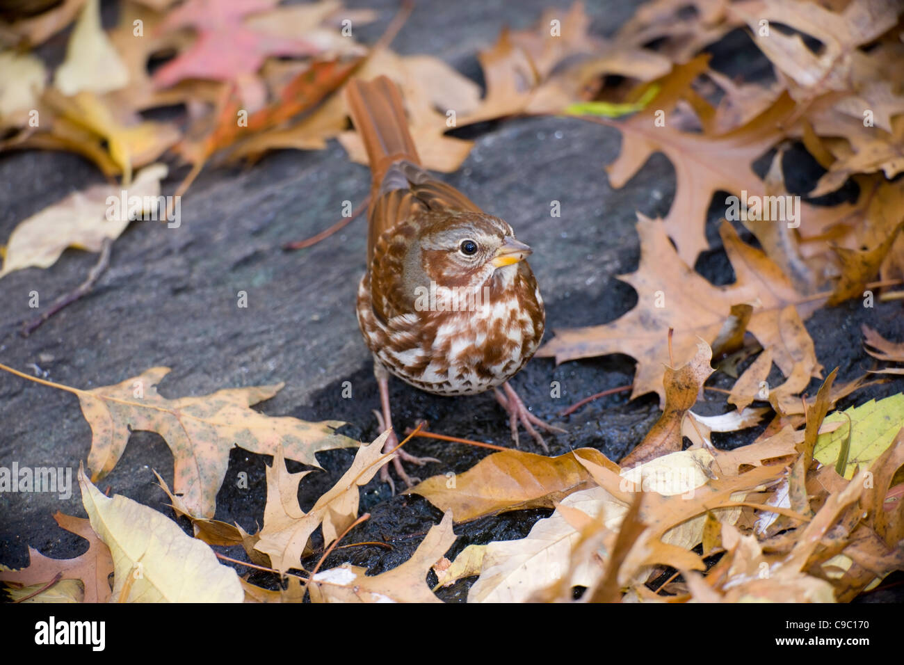 Fox-Sparrow (Passerella Iliaca Iliaca), rote Unterart, Nahrungssuche auf einem Felsen unter Herbstlaub im New Yorker Central Park. Stockfoto