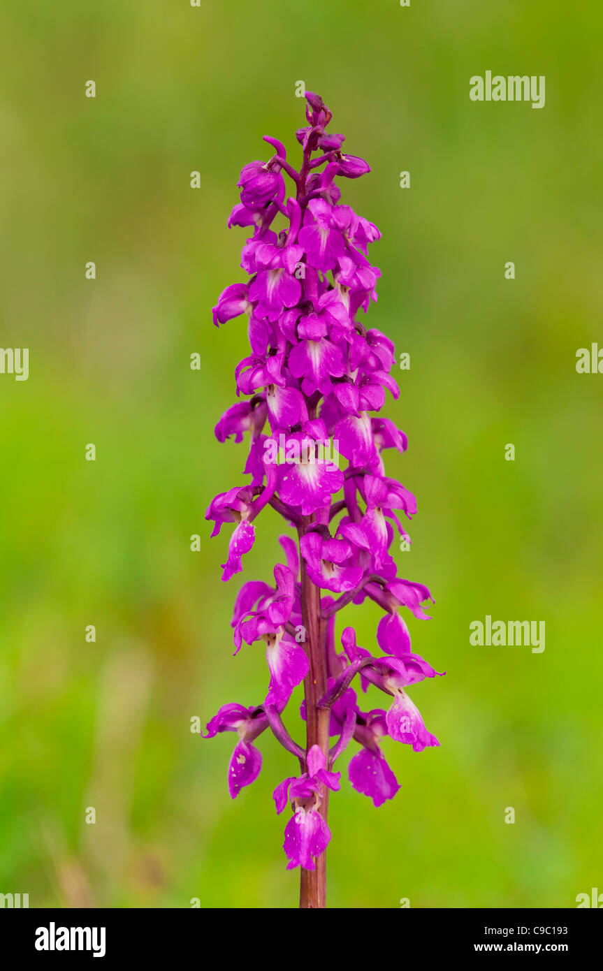 Maennliches Knabenkraut, Orchis Mascula, frühen lila Orchidee Stockfoto