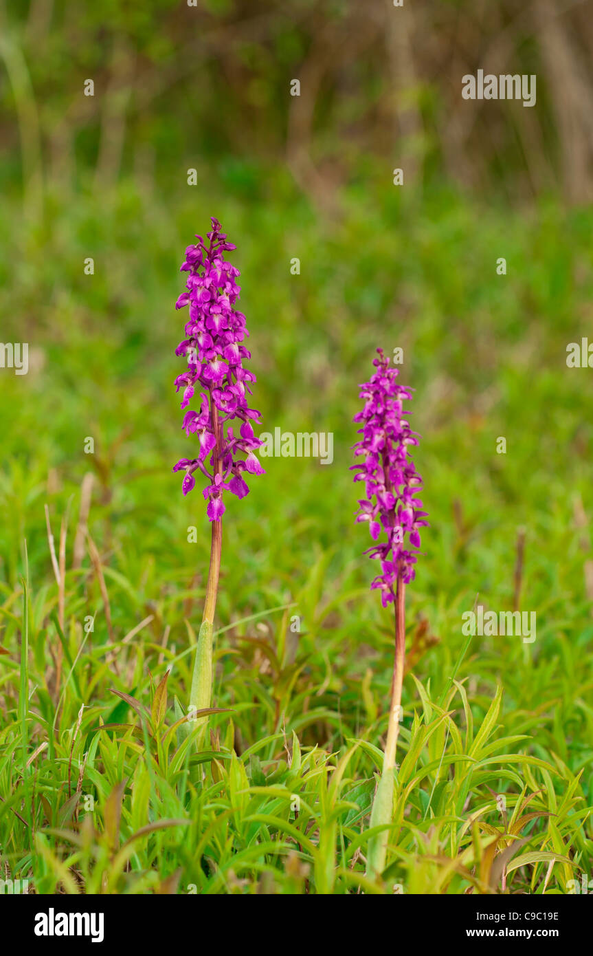 Maennliches Knabenkraut, Orchis Mascula, frühen lila Orchidee Stockfoto
