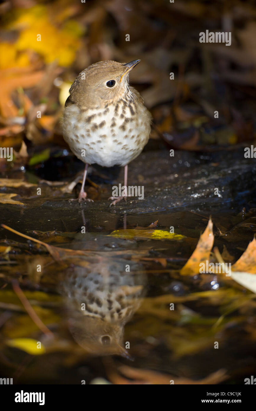 Einsiedler Thrush (Catharus Guttatus Faxoni), erstes Jahr individuelle über zu trinken Stockfoto