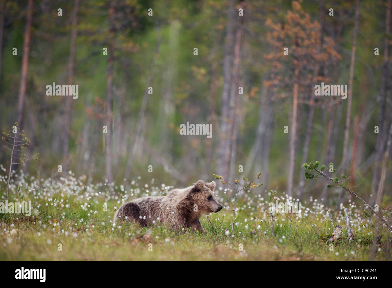 Junge eurasische Braunbären Finnland Stockfoto