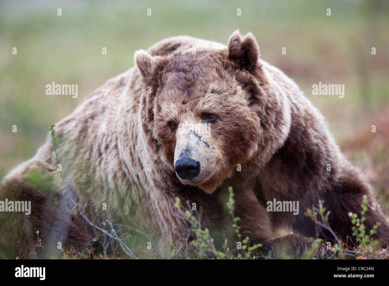 Eurasische Braunbären Finnland Stockfoto
