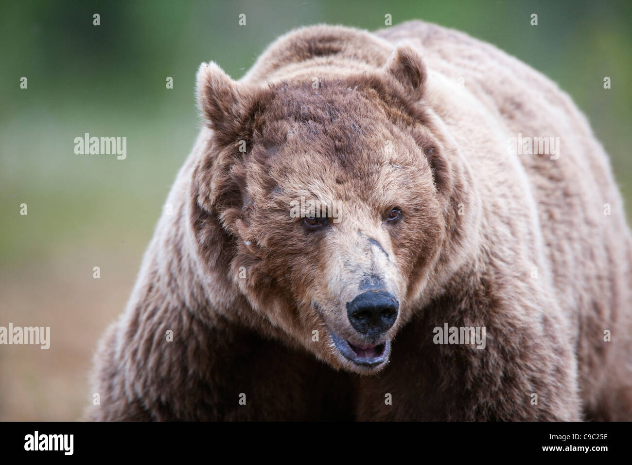 Eurasische Braunbären Finnland Stockfoto