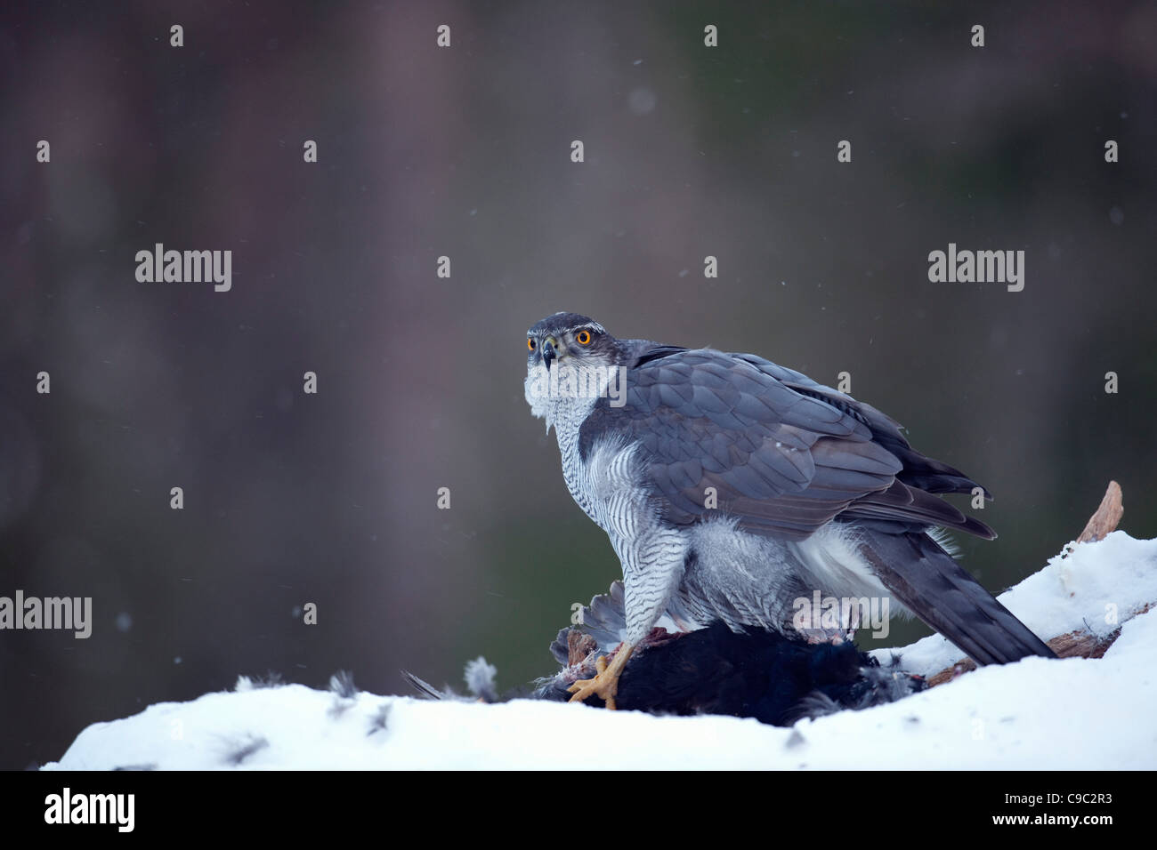 Habicht-Norwegen Stockfoto