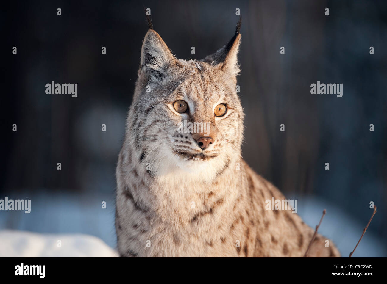 Luchs Porträt Norwegen Stockfoto