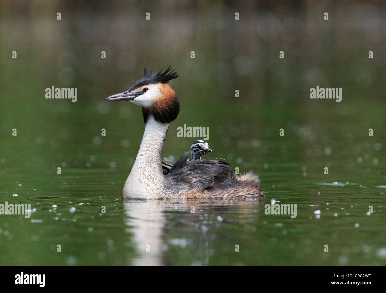 Great crested Grebe mit Küken UK Stockfoto