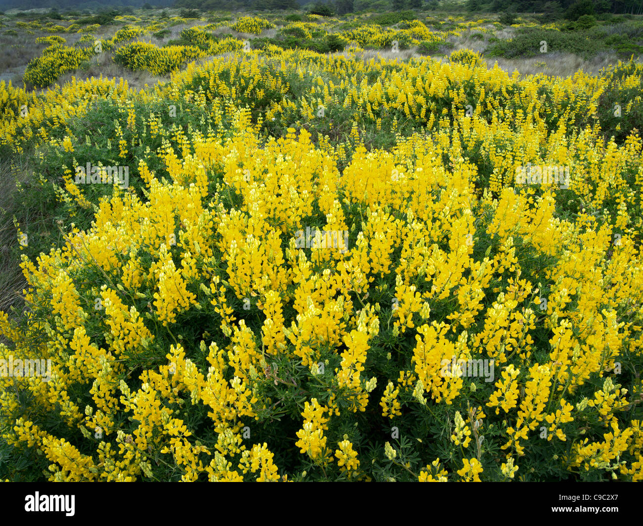 Schwefel Lupine. Nord-Kalifornien Küste in der Nähe von Eureka. Stockfoto