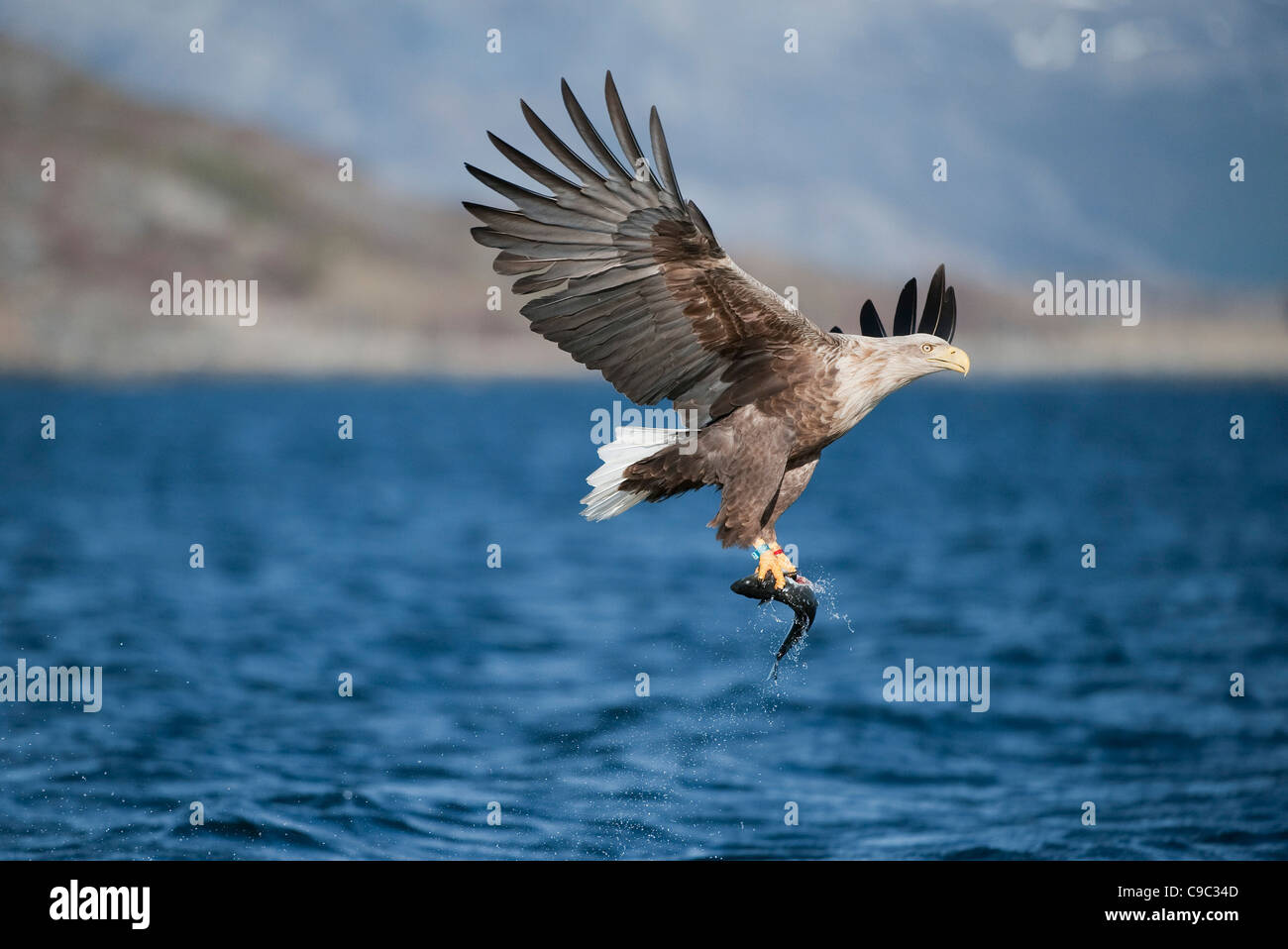 Seeadler, der nach dem Entnehmen von Fischen aus der Wasseroberfläche in Norwegen fliegt Stockfoto