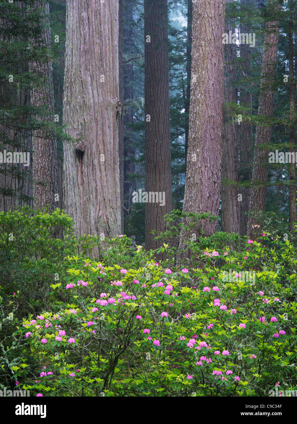 Redwood-Bäume und blühende Rhododendren. Redwood National Park, Kalifornien Stockfoto